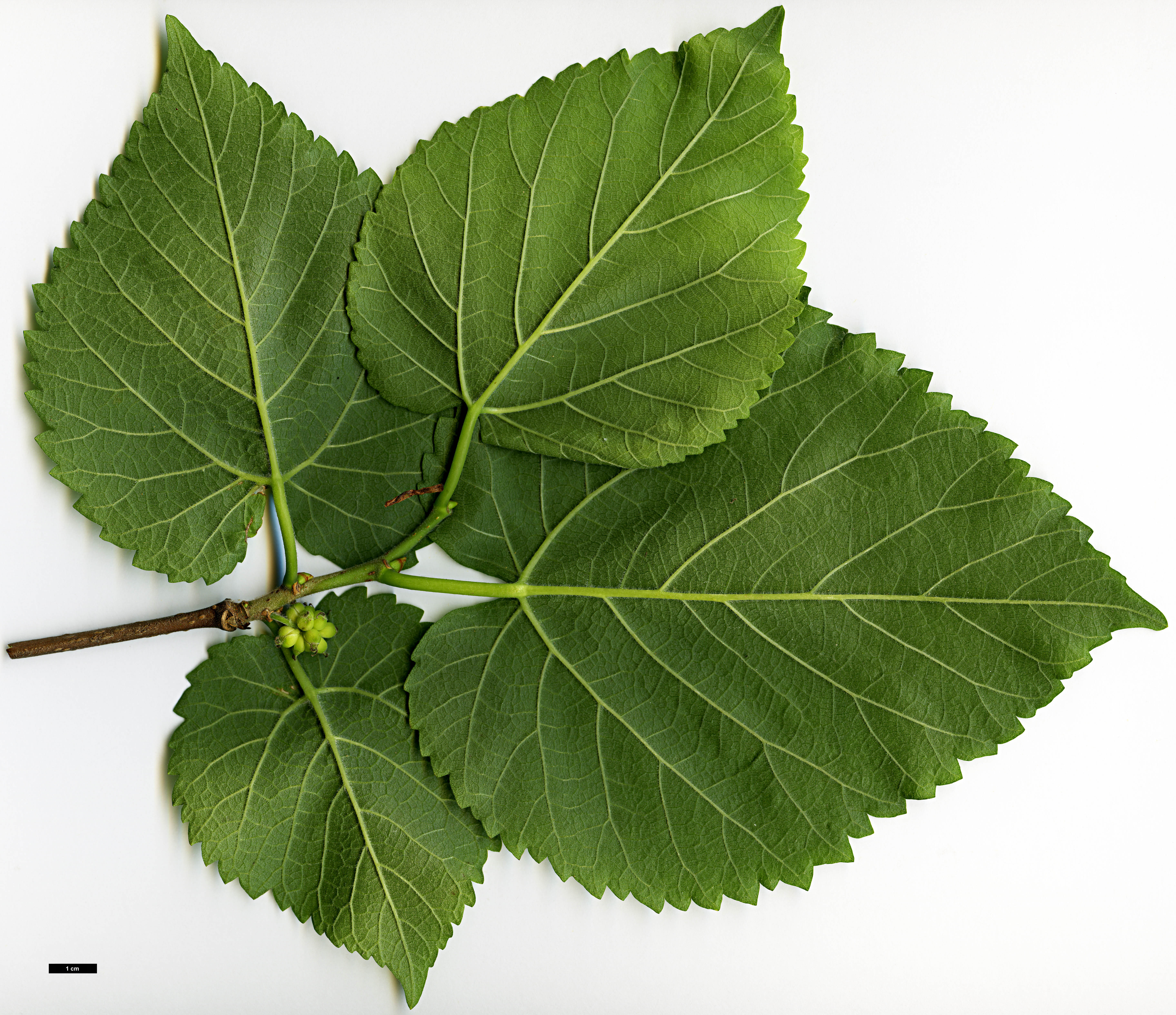 High resolution image: Family: Moraceae - Genus: Morus - Taxon: nigra 